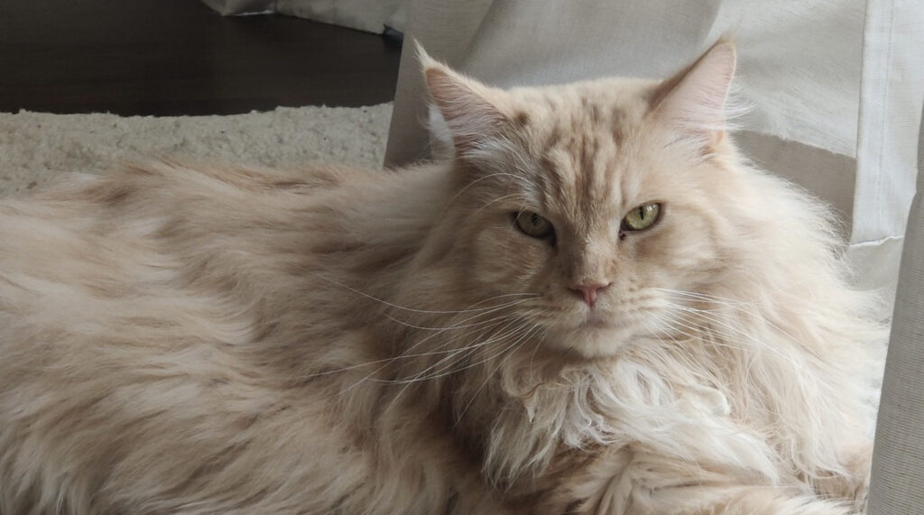 Hyli's grumpy cat - image via Hylissang Twitter