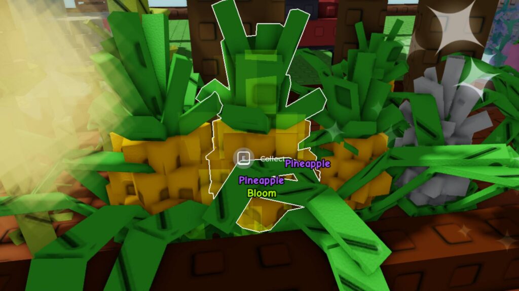 A Pineapple with the Bloom Mutation