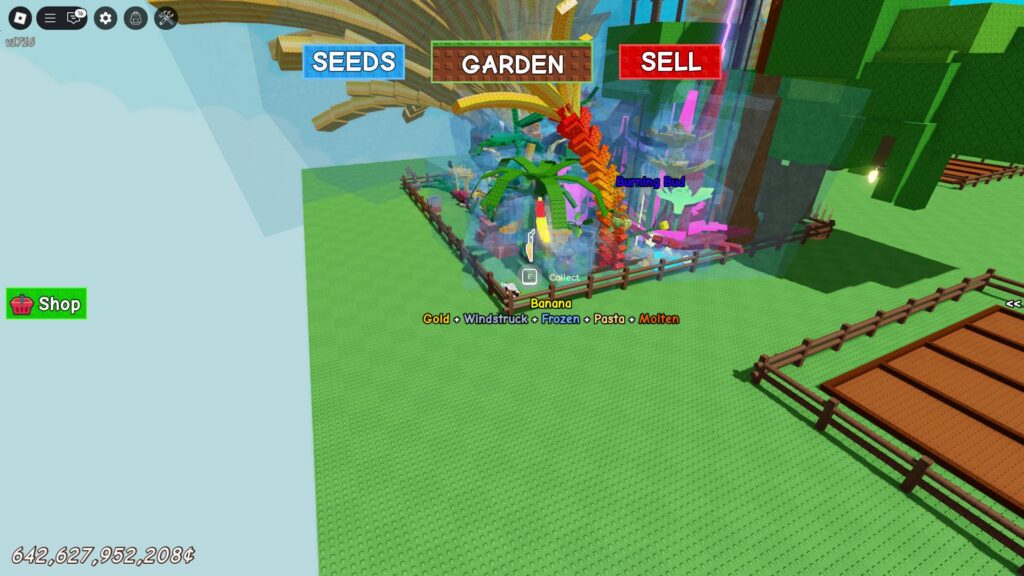 Planting the ingredients to make the Sweet Tea